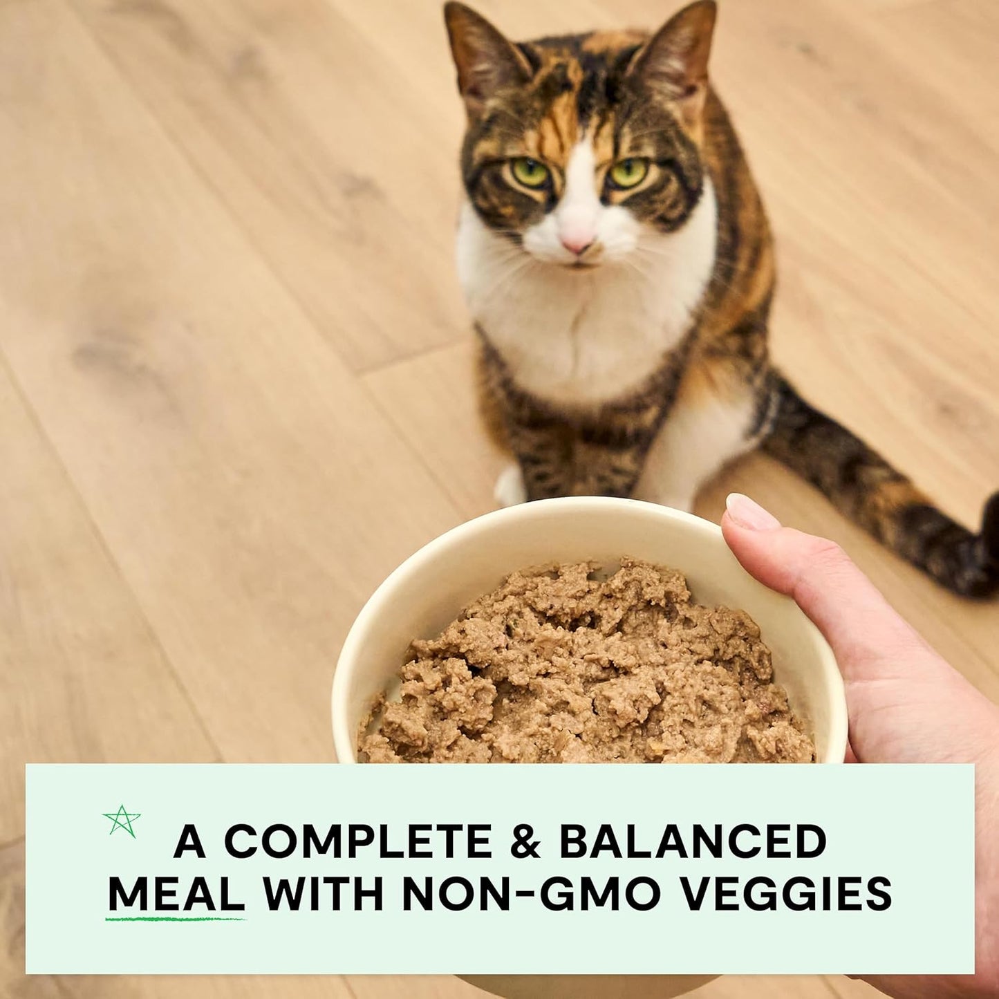 Open Farm Canned Cat Food, Paté for Complete & Balanced Nutrition, Grain-Free and Legume-Free Wet Cat Food, Salmon Recipe, 5.3oz Cans (Case of 12)