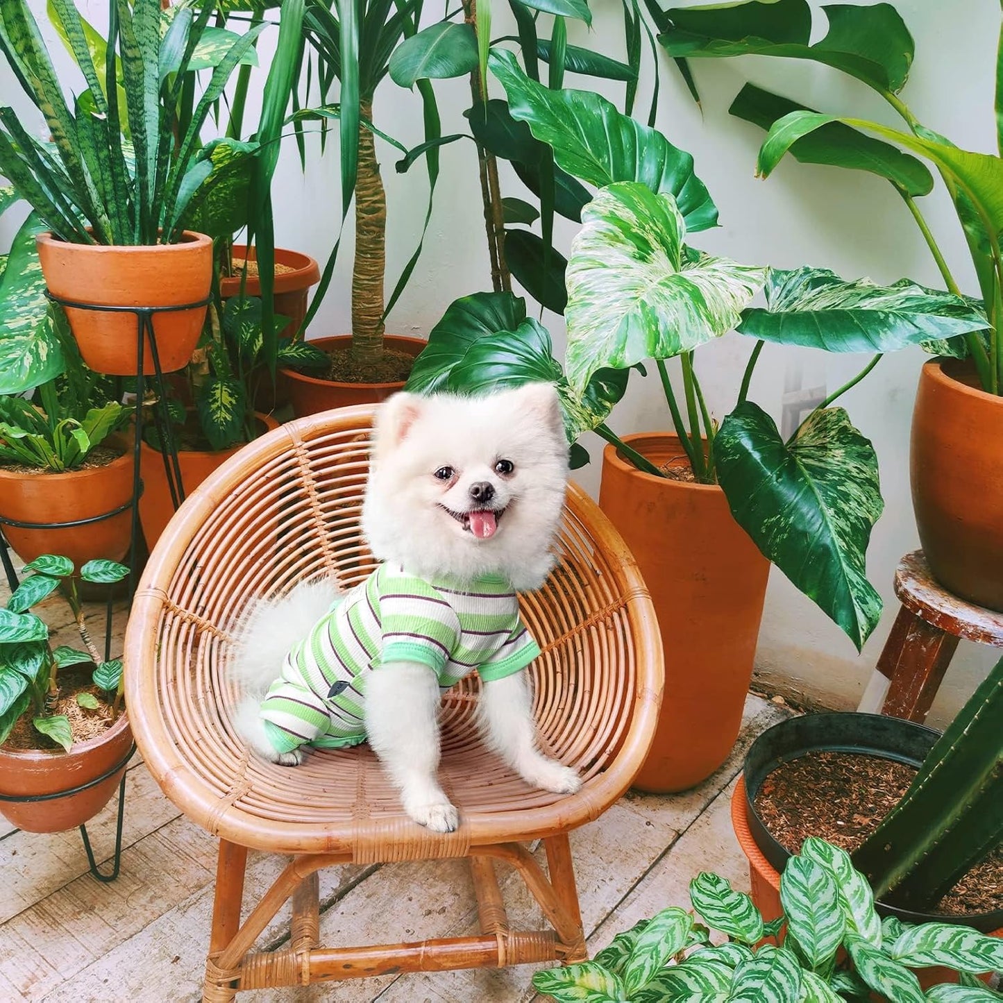 TONY HOBY Dog Pajamas, Male Dog Jumpsuit with Green Stripe, Dogs Clothes for Small Medium Size Dogs (Green&White, Boy, XS)