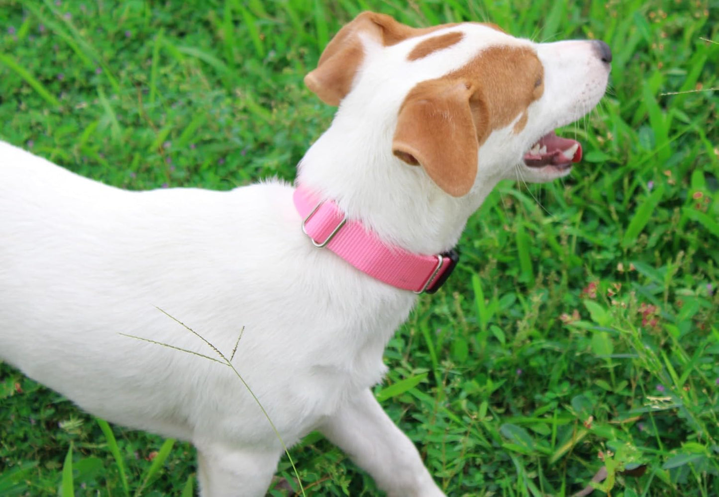 Mikivery Nylon Dog Collar with Quick Release Buckle Soft Adjustable Sturdy for Small Medium Large Dogs Pink,L