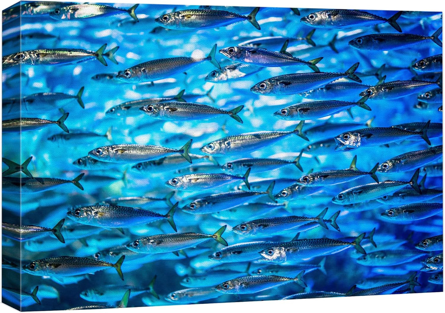 wall26 Canvas Print Wall Art Close Up Sardine School of Fish Underwater Nature Animals Photography Realism Rustic Scenic Landscape Wilderness Earth for Living Room, Bedroom, Office - 12"x18"