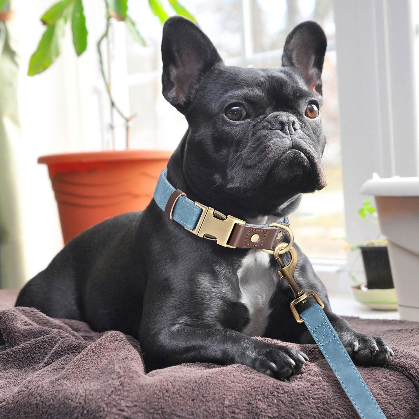 Didog Soft PU Leather Dog Collars for Medium Dogs,Classic Adjustable Dog Collars with Quick Release Metal Buckle,Easy Clean and Comfortable with Nylon Lining,Denim Blue,M Neck 13-19"