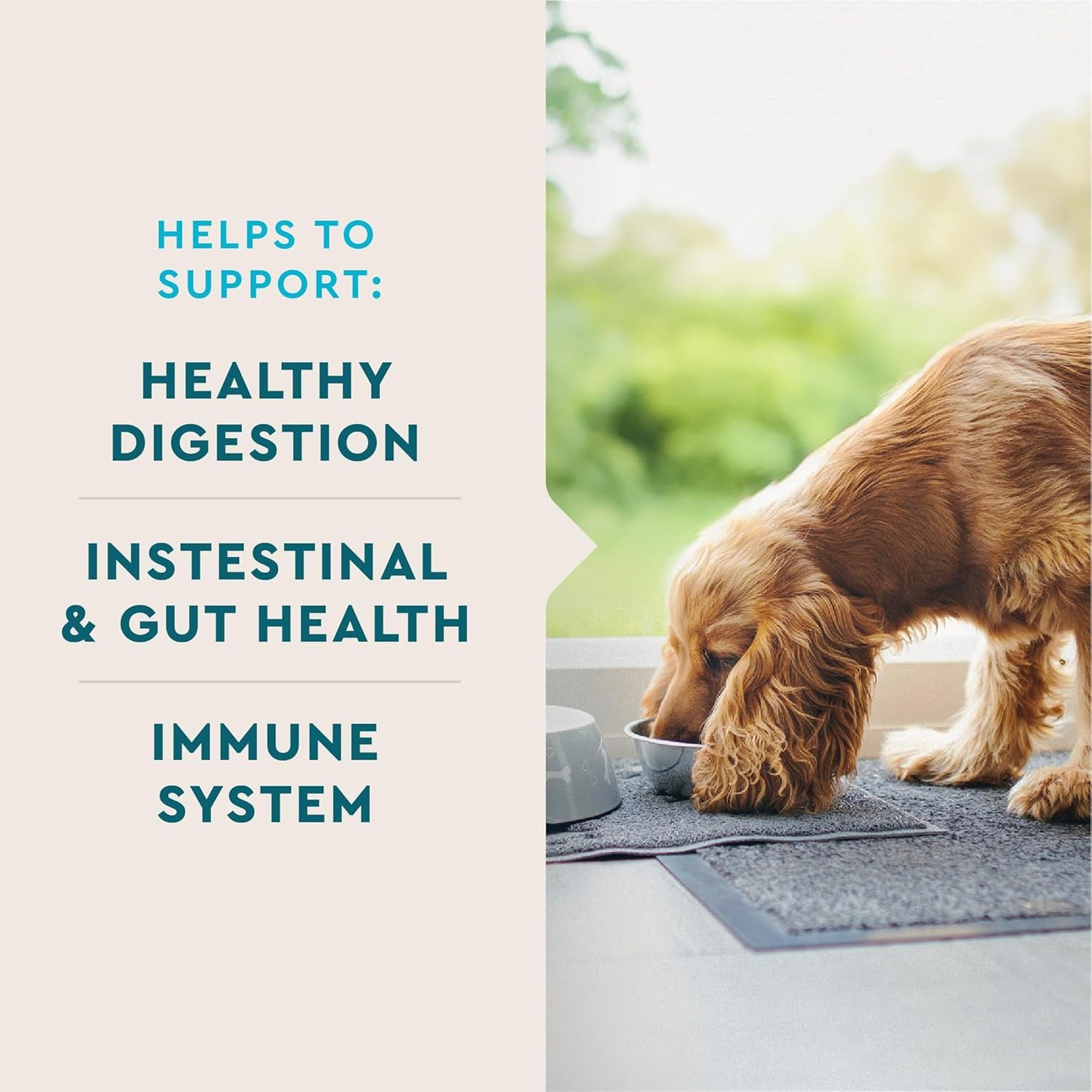 VetIQ Probiotic Supplement for Dogs, Digestive Support for Dogs, Nourishes Gut Bacteria and Supports Bowel Function, Hickory Smoke Flavor, Made in The USA, 180 Count