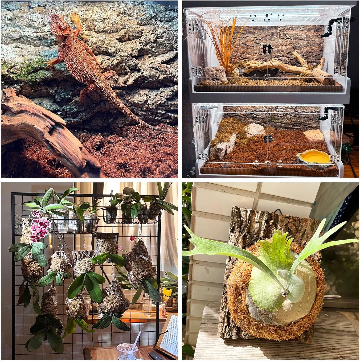 Fhiny 4 PCS Cork Bark Background, 11.6" x 7.7" Natural Cork Bark for Reptiles Bearded Dragon Climbing Backdrop Terrarium Habitat Wall Decor Accessories for Turtle Gecko Lizard Snake Spider Frog